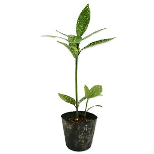 AIL  10.5cm|bg c