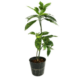 AIL  0.3m 15cm|bg c