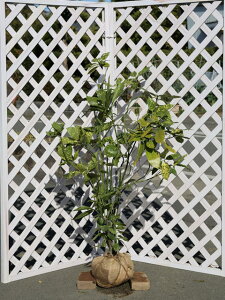 アオキ 斑入り 1.2m 露地 苗