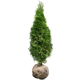 エメラルドグリーン 0.5m 露地 苗