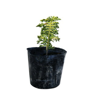 IESNWNqo 0.1m9.0cm|bg c