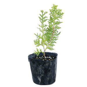 IESRme 0.1m9.0cm|bg 30{ c