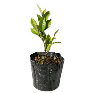 J^lIK^} |[gC 10.5cm|bg 15{ c