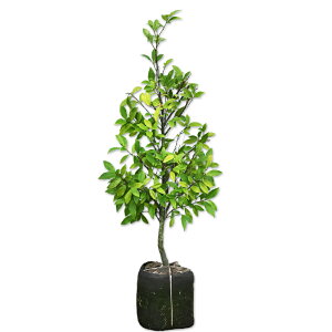 J^lIK^} |[gC 1m In 2{ c