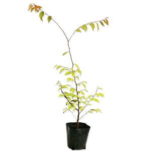 AJVf 0.3m 10.5cm|bg c