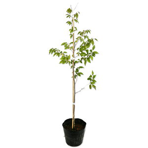 AJVf 0.6m 15cm|bg 10{ c