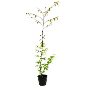 AJVf 0.6m 10.5cm|bg c