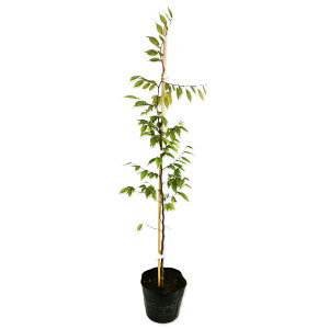 AJVf 0.8m 15cm|bg 10{ c