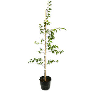AJVf 1m 15cm|bg 5{ c
