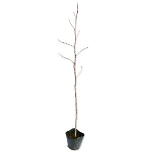 AJtE 0.4m 10.5cm|bg 5{ c