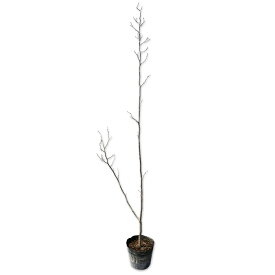 アブラチャン 1.5m 15cmポット 6本 苗木