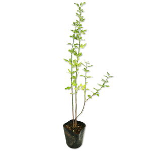 EiIEoC 0.5m 10.5cm|bg c