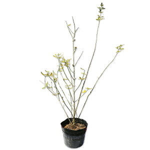 EiIEoC 0.6m 15cm|bg c