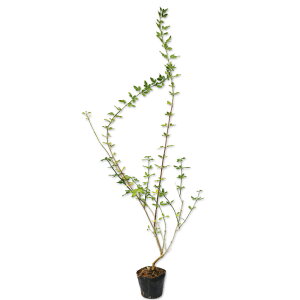 EiIEoC 1m 10.5cm|bg c