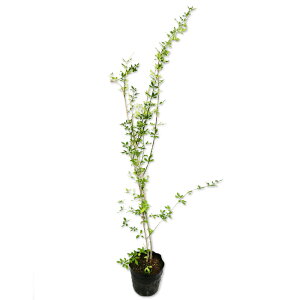 EiIEoC 1m 15cm|bg c