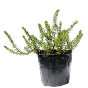 GJ JlA 9.0cm|bg 10{ c