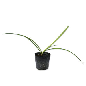 AKpTX 10.5cm|bg 25{ c