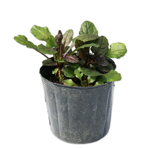 AWK v^X 9.0cm|bg 50{ c