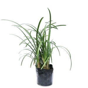 �I�I�o�W���m�q�Q 10.5cm�|�b�g 30�{ �c