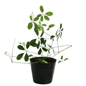 APr (iws) 9.0cm|bg c