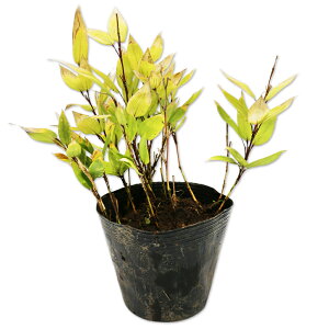 �I�J���U�T 10.5cm�|�b�g 30�{ �c