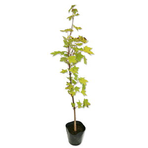 C^JGf 0.6m 10.5cm|bg c