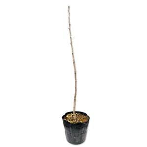 C`E 0.6m 15cm|bg 10{ c