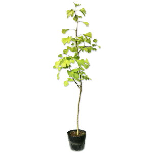 C`E 0.8m 15cm|bg 10{ c