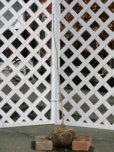 AI_ (iws) P 0.6m In c