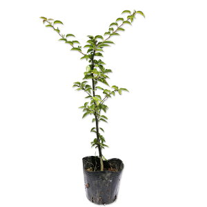 AIn_ 0.5m 10.5cm|bg c