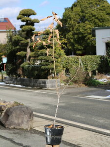 Ax}L 0.8m 15cm|bg c