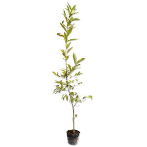 Ax}L 1.2m 15cm|bg 10{ c
