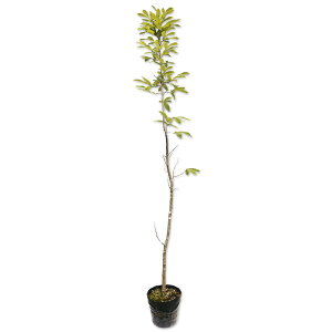 Ax}L 1.4m 15cm|bg 10{ c