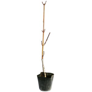 En_JGf 0.3m 10.5cm|bg c