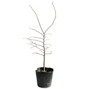 GmL 0.3m 10.5cm|bg c
