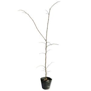 GmL 0.5m 10.5cm|bg 30{ c