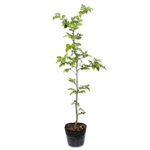 GmL 0.8m 15cm|bg 10{ c