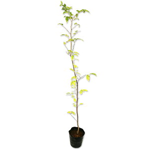 GmL 1m 15cm|bg 10{ c