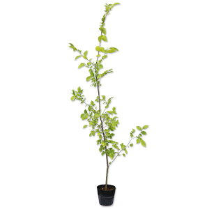 GmL 1.2m 15cm|bg 10{ c