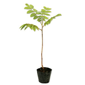 IjO~ 0.3m 10.5cm|bg c