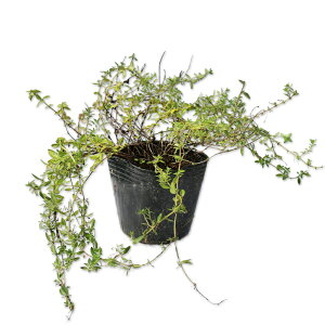 CuLWRE\E 9.0cm|bg 20{ c