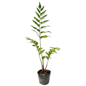 Iju\ec 10.5cm|bg 20{ c