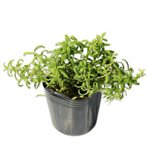 �I�m�}���l���O�T 9.0cm�|�b�g 30�{ �c