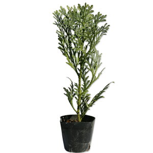AXi 0.3m 10.5cm|bg c