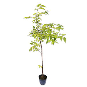 TN E~YUN 0.8m 15cm|bg 4{ c