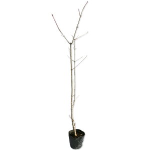 GREJGf 0.5m 10.5cm|bg c