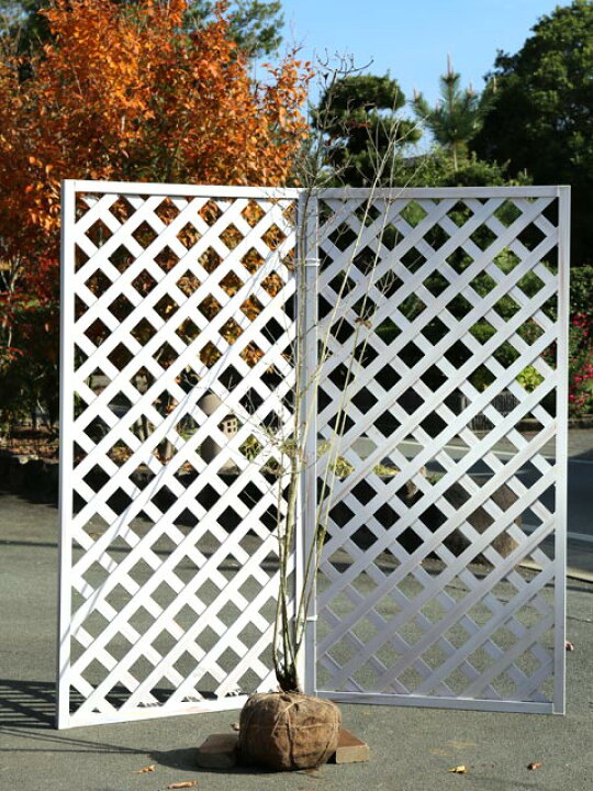 楽天市場】オトコヨウゾメ 2m 露地 苗木 : トオヤマグリーン