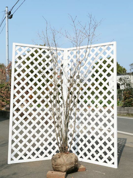 楽天市場】オトコヨウゾメ 株立ち 2m 露地 2本 苗木 : トオヤマグリーン