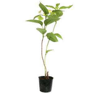 }AWTC 12cm|bg c