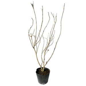 }AWTC 15cm|bg c